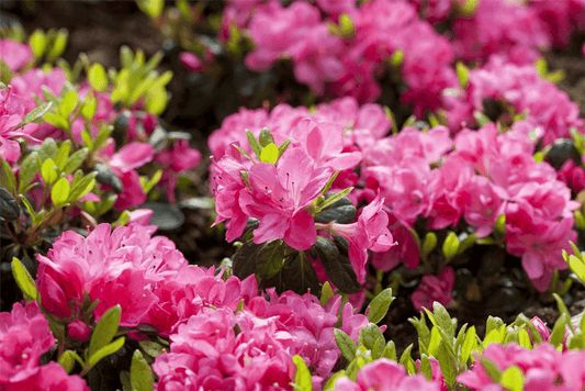 Rhododendron obtusum 'Canzonetta' - Gartenglueck und Bluetenkunst - DerGartenMarkt.de - Pflanzen > Gartenpflanzen > Rhododendron - DerGartenmarkt.de shop.dergartenmarkt.de