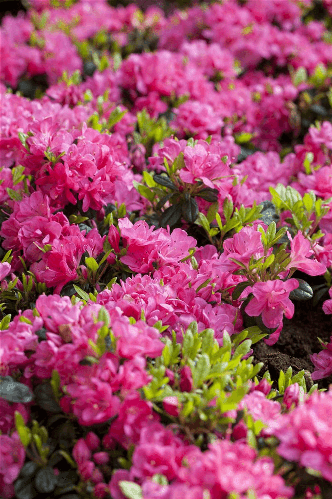 Rhododendron obtusum 'Canzonetta' - Gartenglueck und Bluetenkunst - DerGartenMarkt.de - Pflanzen > Gartenpflanzen > Rhododendron - DerGartenmarkt.de shop.dergartenmarkt.de