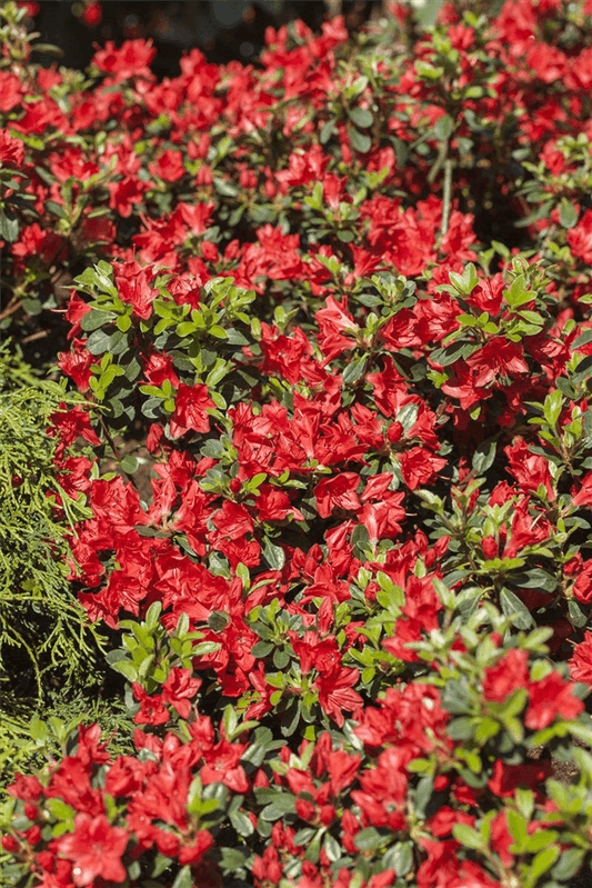 Rhododendron obtusum 'Juliette'® - Gartenglueck und Bluetenkunst - DerGartenMarkt.de - Pflanzen > Gartenpflanzen > Rhododendron - DerGartenmarkt.de shop.dergartenmarkt.de