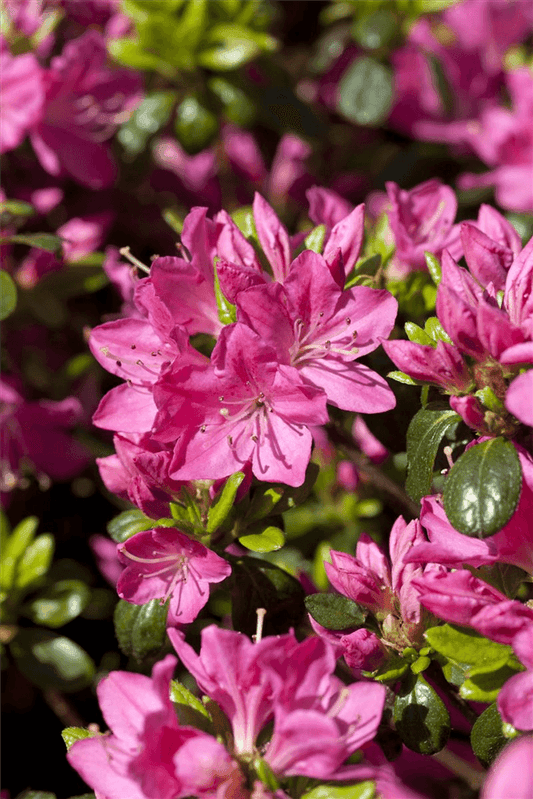 Rhododendron obtusum 'Kermesina' - Gartenglueck und Bluetenkunst - DerGartenMarkt.de - Pflanzen > Gartenpflanzen > Rhododendron - DerGartenmarkt.de shop.dergartenmarkt.de