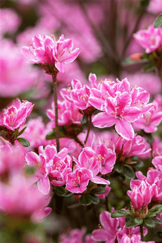 Rhododendron obtusum 'Kermesina Rose' - Gartenglueck und Bluetenkunst - DerGartenMarkt.de - Pflanzen > Gartenpflanzen > Rhododendron - DerGartenmarkt.de shop.dergartenmarkt.de