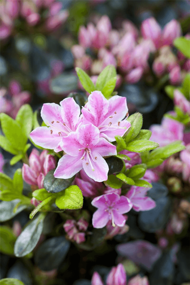 Rhododendron obtusum 'Kermesina Rose' - Gartenglueck und Bluetenkunst - DerGartenMarkt.de - Pflanzen > Gartenpflanzen > Rhododendron - DerGartenmarkt.de shop.dergartenmarkt.de