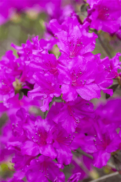 Rhododendron obtusum 'Königstein' - Gartenglueck und Bluetenkunst - DerGartenMarkt.de - Pflanzen > Gartenpflanzen > Rhododendron - DerGartenmarkt.de shop.dergartenmarkt.de