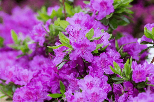 Rhododendron obtusum 'Lady Dark'® (S) - Gartenglueck und Bluetenkunst - DerGartenMarkt.de - Pflanzen > Gartenpflanzen > Rhododendron - DerGartenmarkt.de shop.dergartenmarkt.de