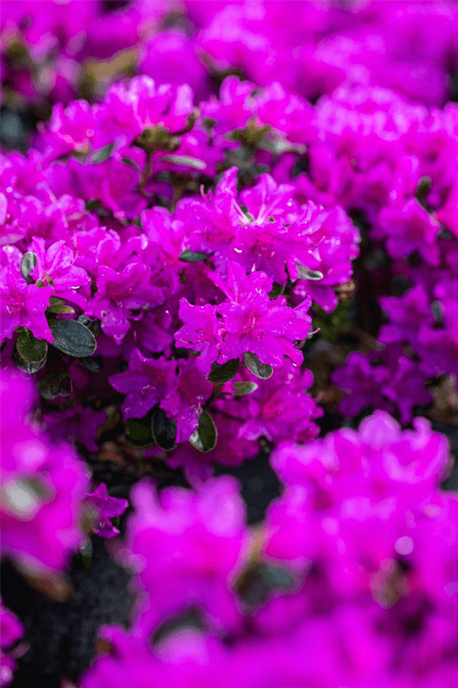 Rhododendron obtusum 'Lady Dark'® (S) - Gartenglueck und Bluetenkunst - DerGartenMarkt.de - Pflanzen > Gartenpflanzen > Rhododendron - DerGartenmarkt.de shop.dergartenmarkt.de