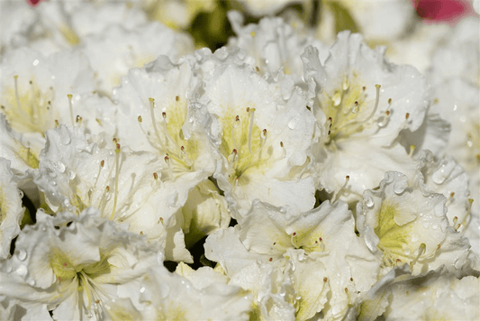 Rhododendron obtusum 'Maischnee'® - Gartenglueck und Bluetenkunst - DerGartenMarkt.de - Pflanzen > Gartenpflanzen > Rhododendron - DerGartenmarkt.de shop.dergartenmarkt.de