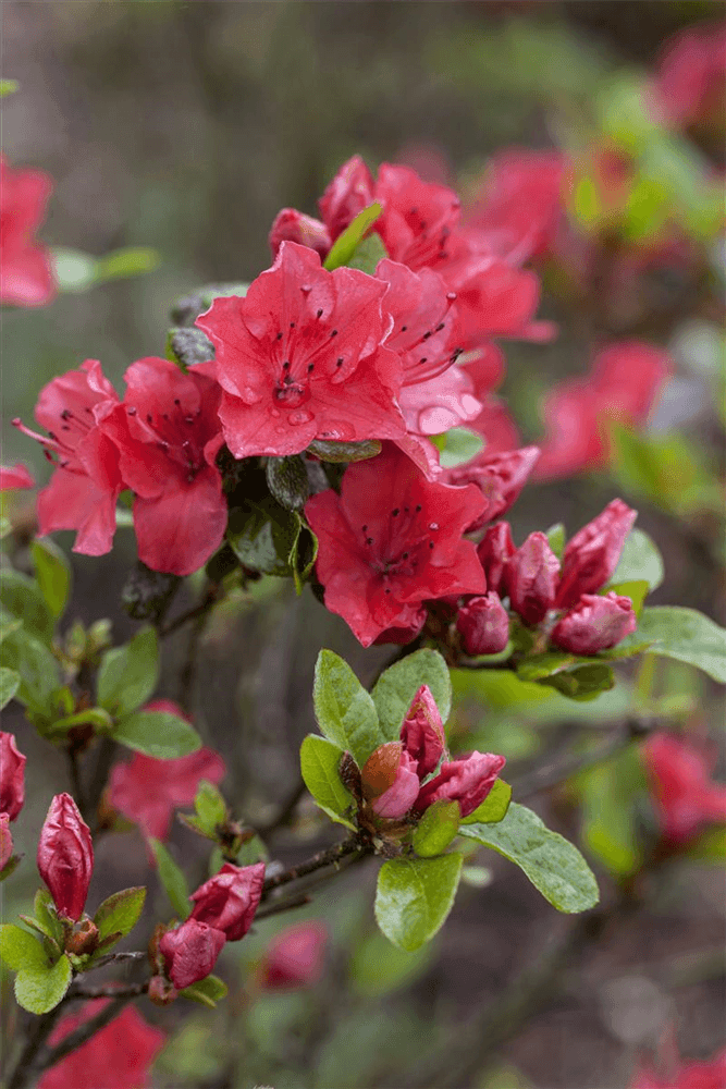 Rhododendron obtusum 'Majas Rubin'® - Gartenglueck und Bluetenkunst - DerGartenMarkt.de - Pflanzen > Gartenpflanzen > Rhododendron - DerGartenmarkt.de shop.dergartenmarkt.de