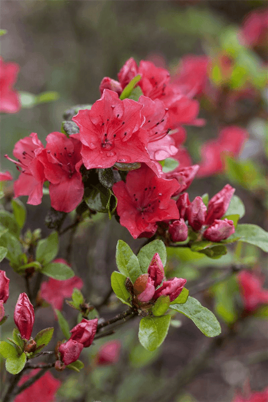 Rhododendron obtusum 'Majas Rubin'® - Gartenglueck und Bluetenkunst - DerGartenMarkt.de - Pflanzen > Gartenpflanzen > Rhododendron - DerGartenmarkt.de shop.dergartenmarkt.de
