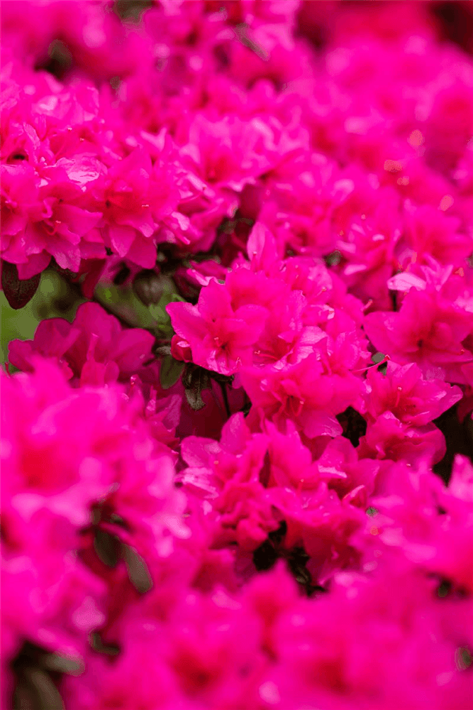 Rhododendron obtusum 'Melina' - Gartenglueck und Bluetenkunst - DerGartenMarkt.de - Pflanzen > Gartenpflanzen > Rhododendron - DerGartenmarkt.de shop.dergartenmarkt.de