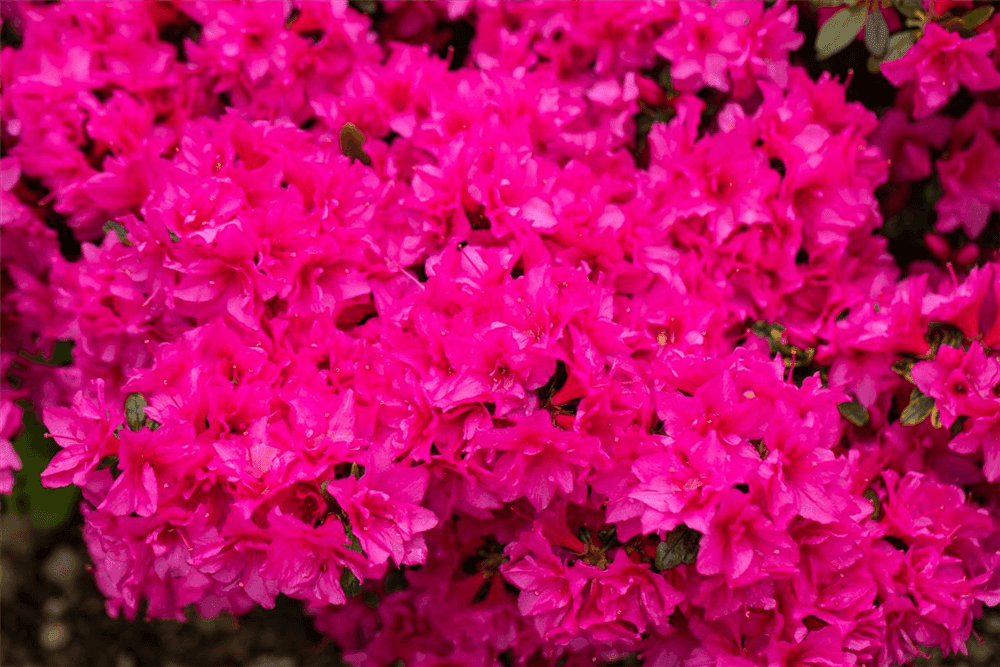 Rhododendron obtusum 'Melina' - Gartenglueck und Bluetenkunst - DerGartenMarkt.de - Pflanzen > Gartenpflanzen > Rhododendron - DerGartenmarkt.de shop.dergartenmarkt.de