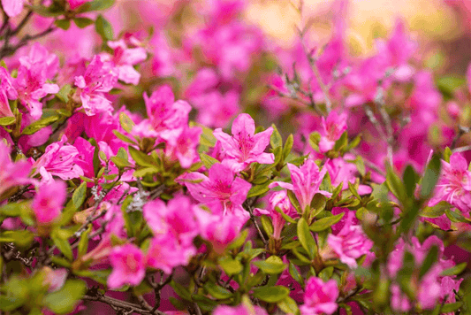 Rhododendron obtusum 'Petticoat'® - Gartenglueck und Bluetenkunst - DerGartenMarkt.de - Pflanzen > Gartenpflanzen > Rhododendron - DerGartenmarkt.de shop.dergartenmarkt.de