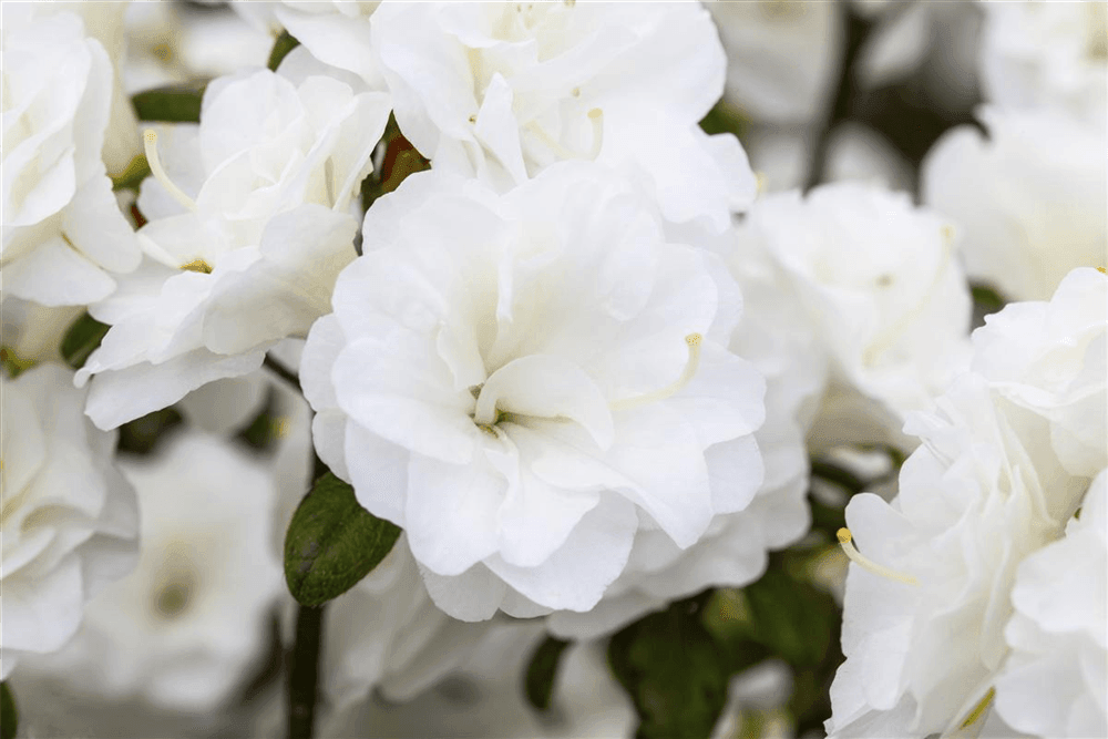 Rhododendron obtusum 'Schneeperle'® - Gartenglueck und Bluetenkunst - DerGartenMarkt.de - Pflanzen > Gartenpflanzen > Rhododendron - DerGartenmarkt.de shop.dergartenmarkt.de