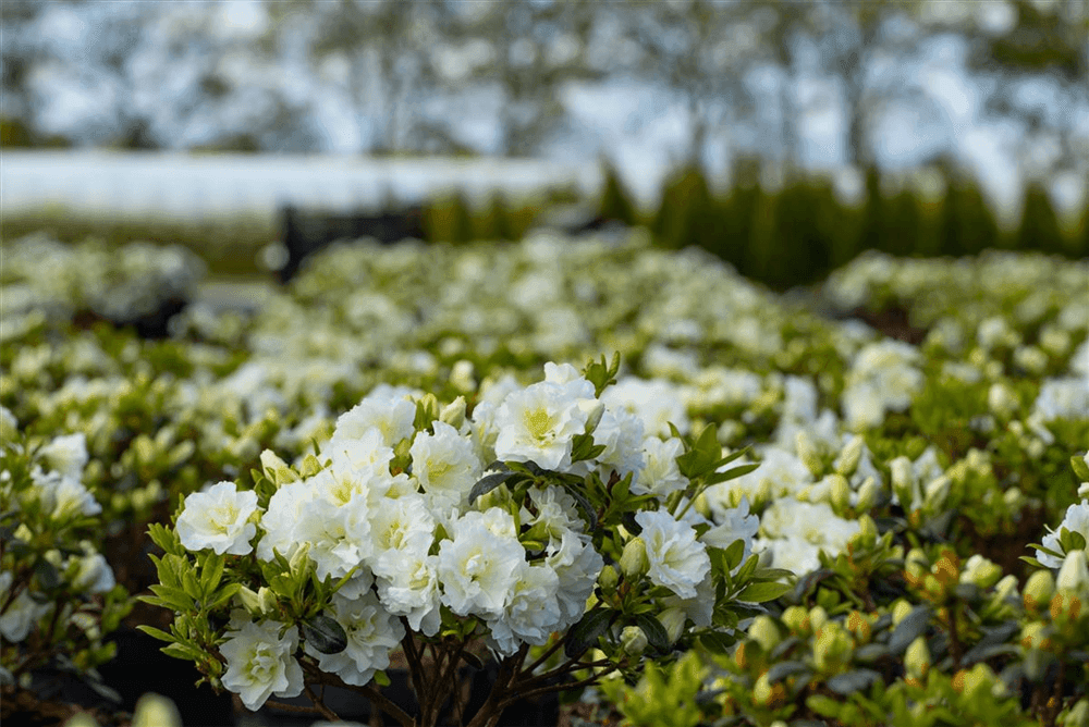 Rhododendron obtusum 'Schneeperle'® - Gartenglueck und Bluetenkunst - DerGartenMarkt.de - Pflanzen > Gartenpflanzen > Rhododendron - DerGartenmarkt.de shop.dergartenmarkt.de