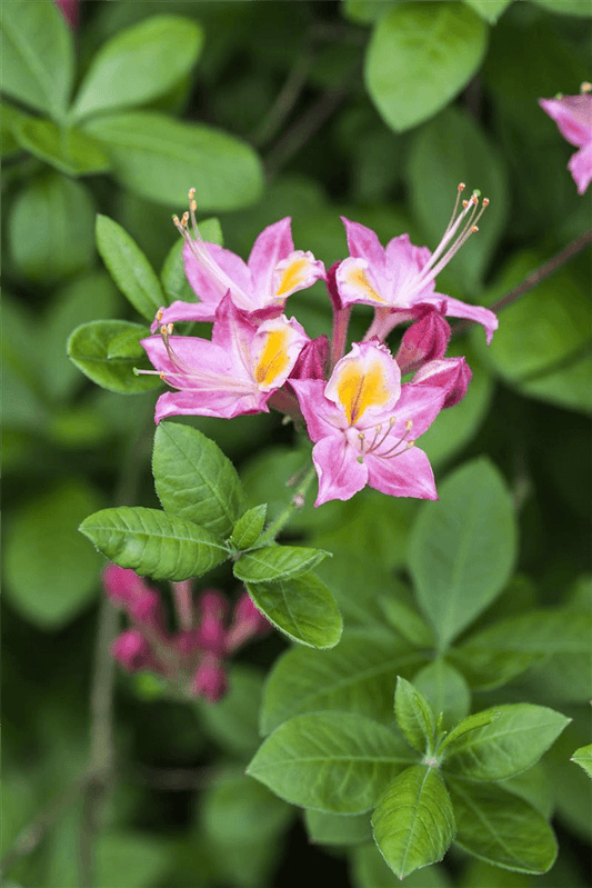 Rhododendron 'Pink and Sweet' - Gartenglueck und Bluetenkunst - DerGartenMarkt.de - Pflanzen > Gartenpflanzen > Rhododendron - DerGartenmarkt.de shop.dergartenmarkt.de