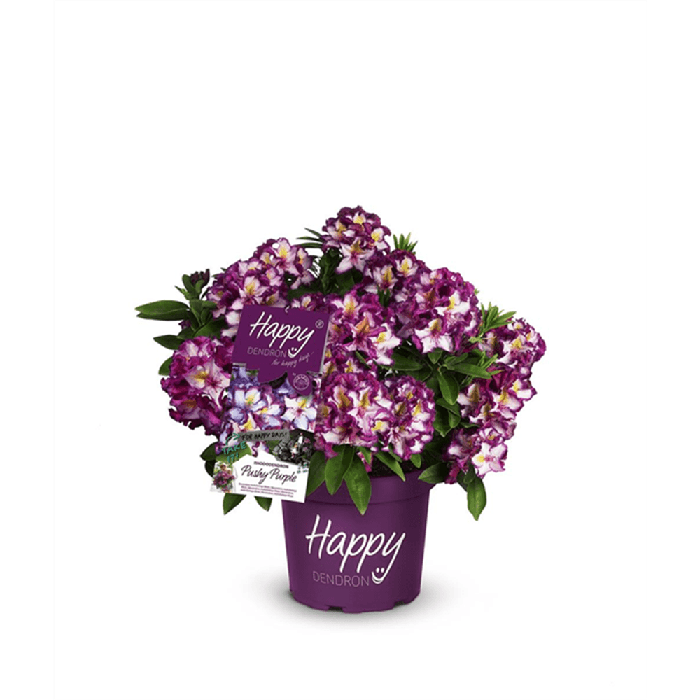 Rhododendron 'Pushy Purple'®(s) - Gartenglueck und Bluetenkunst - DerGartenMarkt.de - Pflanzen > Gartenpflanzen > Rhododendron - DerGartenmarkt.de shop.dergartenmarkt.de