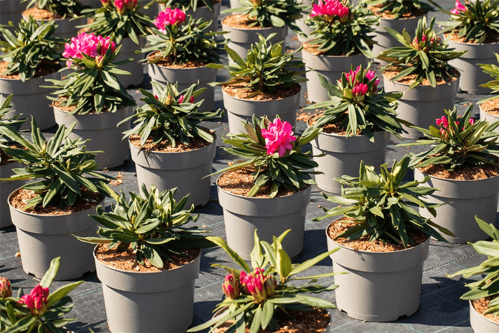 Rhododendron 'Rosa Perle' - Gartenglueck und Bluetenkunst - DerGartenMarkt.de - Pflanzen > Gartenpflanzen > Rhododendron - DerGartenmarkt.de shop.dergartenmarkt.de