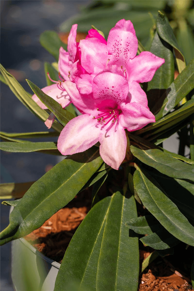Rhododendron 'Rosa Perle' - Gartenglueck und Bluetenkunst - DerGartenMarkt.de - Pflanzen > Gartenpflanzen > Rhododendron - DerGartenmarkt.de shop.dergartenmarkt.de