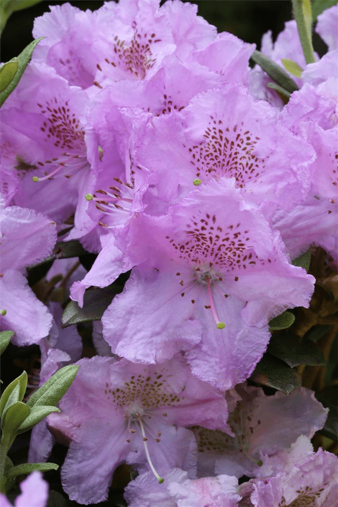 Rhododendron saluenense 'Lavendula' - Gartenglueck und Bluetenkunst - DerGartenMarkt.de - Pflanzen > Gartenpflanzen > Rhododendron - DerGartenmarkt.de shop.dergartenmarkt.de