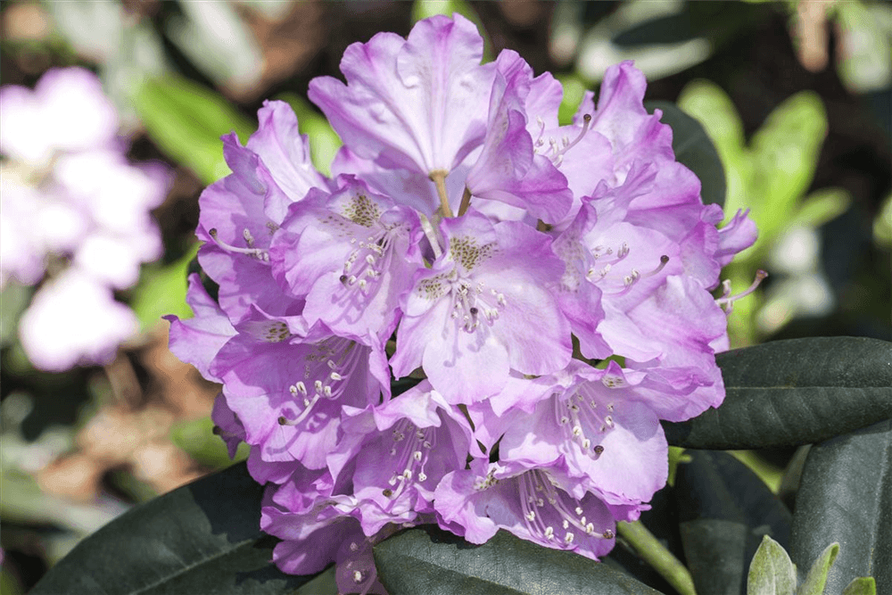 Rhododendron 'Snipe' - Gartenglueck und Bluetenkunst - DerGartenMarkt.de - Pflanzen > Gartenpflanzen > Rhododendron - DerGartenmarkt.de shop.dergartenmarkt.de