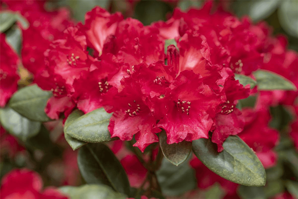 Rhododendron 'Tromba' - Gartenglueck und Bluetenkunst - DerGartenMarkt.de - Pflanzen > Gartenpflanzen > Rhododendron - DerGartenmarkt.de shop.dergartenmarkt.de