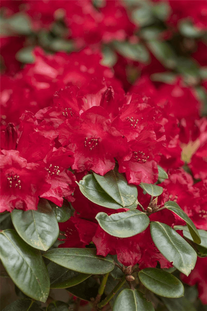 Rhododendron 'Tromba' - Gartenglueck und Bluetenkunst - DerGartenMarkt.de - Pflanzen > Gartenpflanzen > Rhododendron - DerGartenmarkt.de shop.dergartenmarkt.de