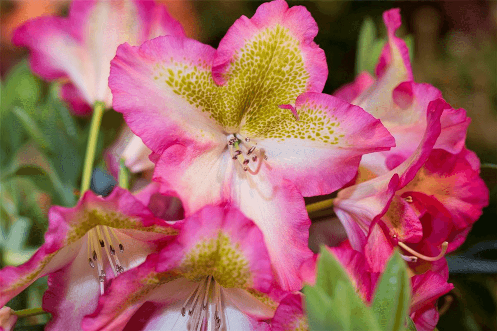 Rhododendron viscosum 'Quiet Thoughts' - Gartenglueck und Bluetenkunst - DerGartenMarkt.de - Pflanzen > Gartenpflanzen > Rhododendron - DerGartenmarkt.de shop.dergartenmarkt.de