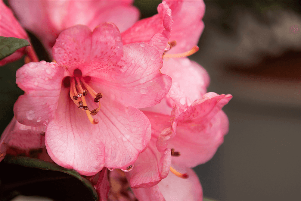 Rhododendron 'Wine & Roses'® - Gartenglueck und Bluetenkunst - DerGartenMarkt.de - Pflanzen > Gartenpflanzen > Rhododendron - DerGartenmarkt.de shop.dergartenmarkt.de
