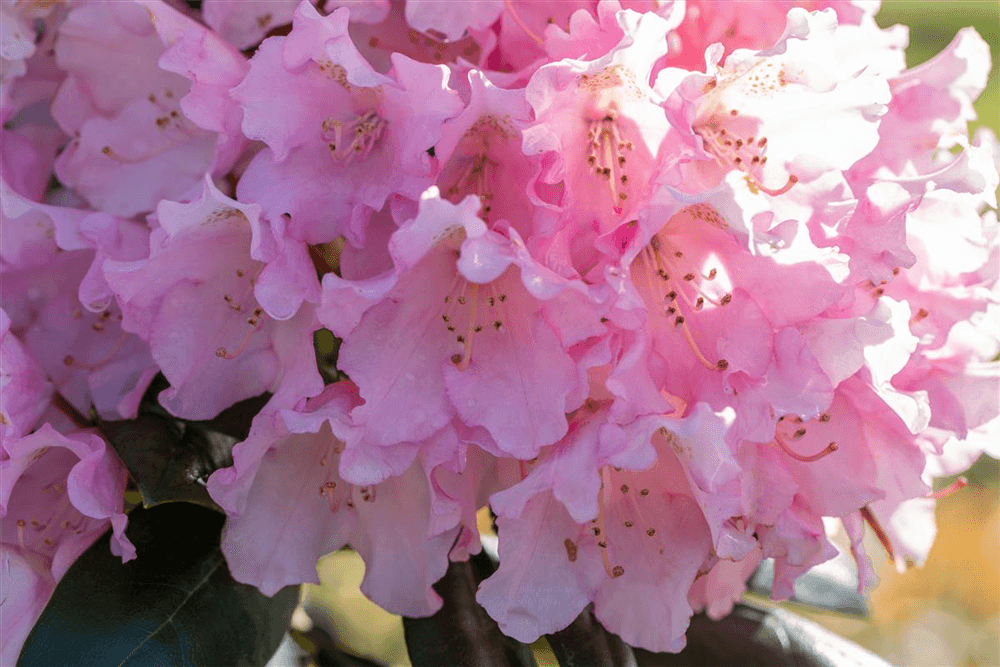 Rhododendron yakushimanum 'Kalinka' - Gartenglueck und Bluetenkunst - DerGartenMarkt.de - Pflanzen > Gartenpflanzen > Rhododendron - DerGartenmarkt.de shop.dergartenmarkt.de