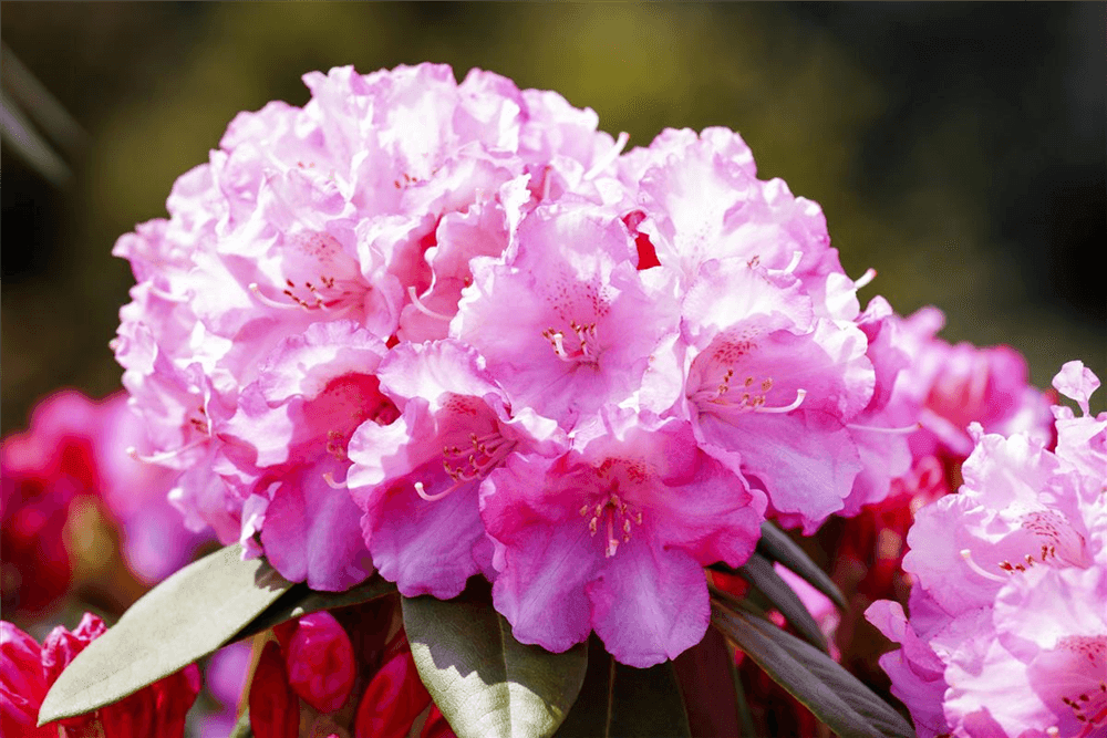 Rhododendron yakushimanum 'Kalinka' - Gartenglueck und Bluetenkunst - DerGartenMarkt.de - Pflanzen > Gartenpflanzen > Rhododendron - DerGartenmarkt.de shop.dergartenmarkt.de