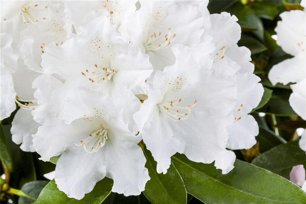 Rhododendron yakushimanum 'Schneekrone' - Gartenglueck und Bluetenkunst - DerGartenMarkt.de - Pflanzen > Gartenpflanzen > Rhododendron - DerGartenmarkt.de shop.dergartenmarkt.de