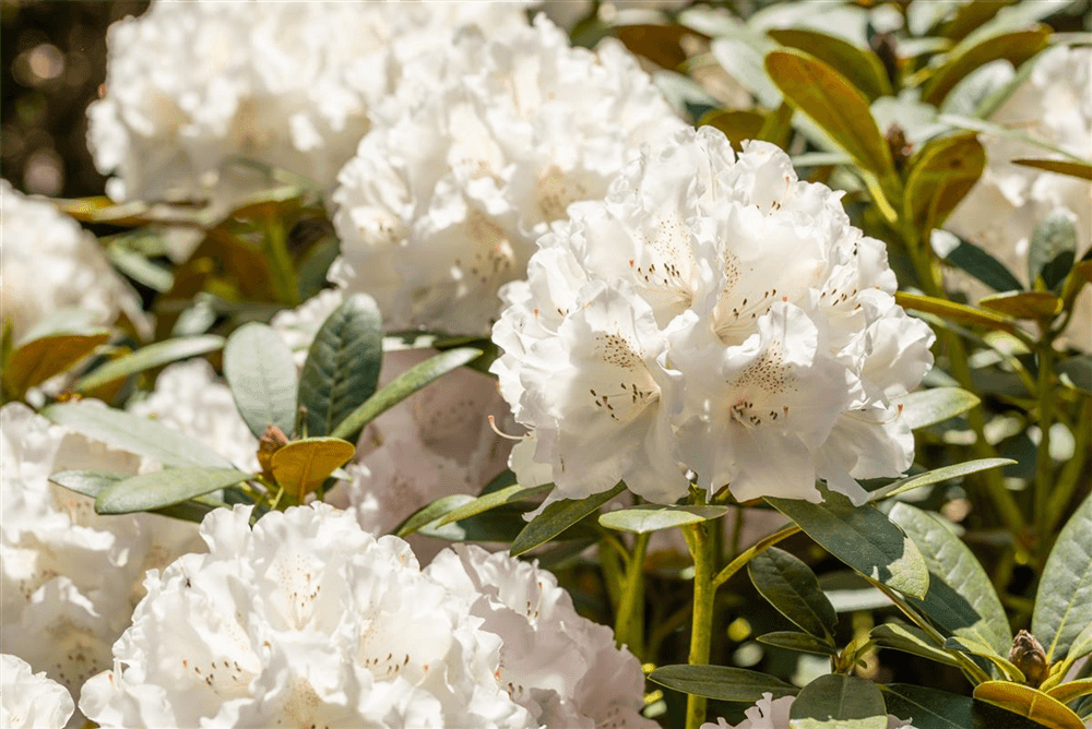 Rhododendron yakushimanum 'Schneekrone' - Gartenglueck und Bluetenkunst - DerGartenMarkt.de - Pflanzen > Gartenpflanzen > Rhododendron - DerGartenmarkt.de shop.dergartenmarkt.de