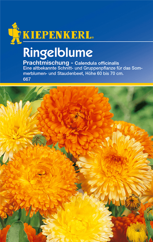 Ringelblume 'Prachtmischung' - Kiepenkerl - Pflanzen > Saatgut > Blumensamen - DerGartenmarkt.de shop.dergartenmarkt.de