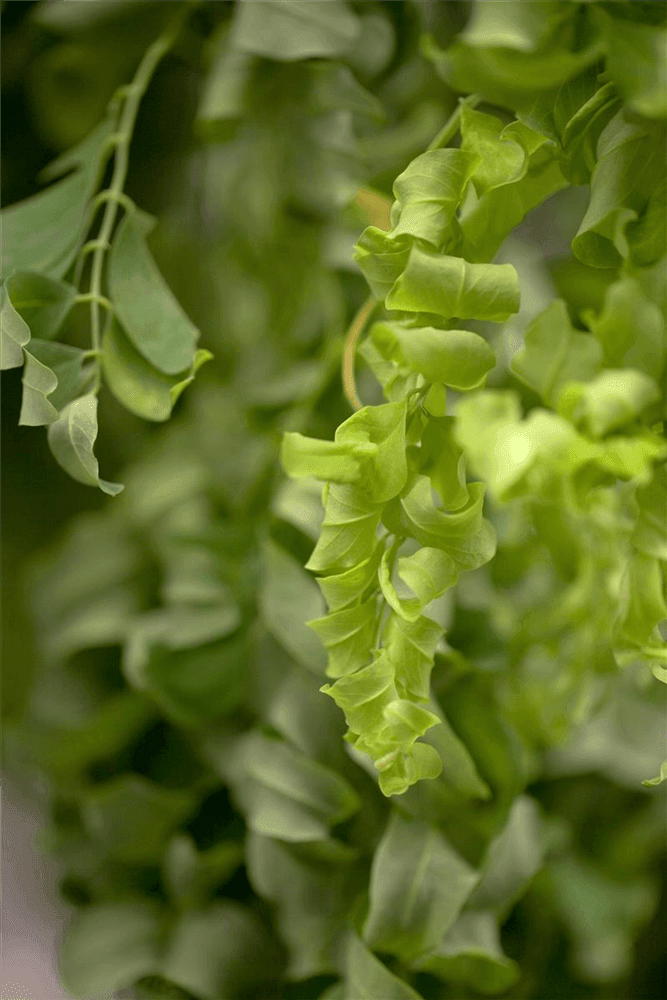 Robinia pseudoacacia 'Twisty Baby'® - Gartenglueck und Bluetenkunst - DerGartenMarkt.de - Pflanzen > Gartenpflanzen > Laubgehölze - DerGartenmarkt.de shop.dergartenmarkt.de