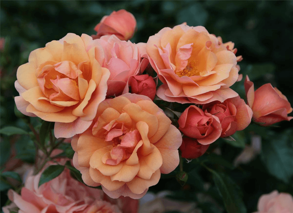 Rosa 'Aprikola'® - Gartenglueck und Bluetenkunst - DerGartenMarkt.de - Pflanzen > Gartenpflanzen > Rosen - DerGartenmarkt.de shop.dergartenmarkt.de