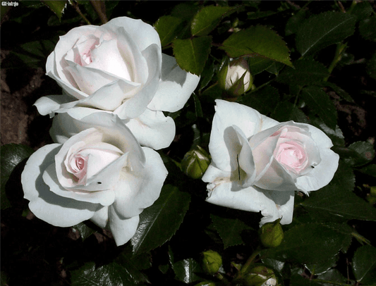 Rosa 'Aspirin Rose'® - Gartenglueck und Bluetenkunst - DerGartenMarkt.de - Pflanzen > Gartenpflanzen > Rosen > Beetrosen - DerGartenmarkt.de shop.dergartenmarkt.de