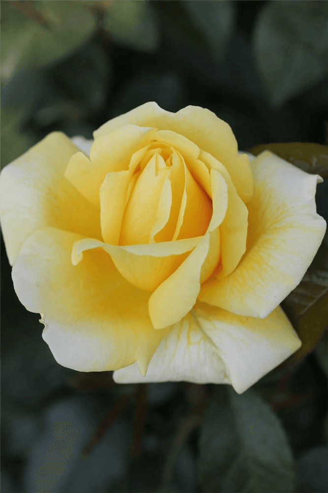 Rosa'Avec Amore'® - Gartenglueck und Bluetenkunst - DerGartenMarkt.de - Pflanzen > Gartenpflanzen > Rosen > Edelrosen - DerGartenmarkt.de shop.dergartenmarkt.de