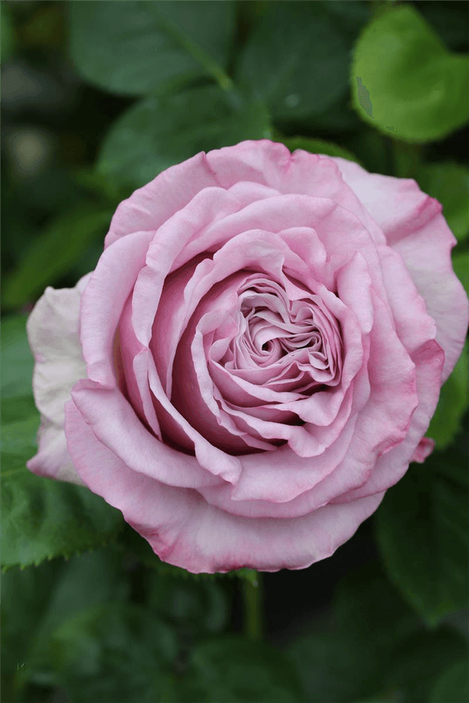 Rosa 'Blue Girl'® - Gartenglueck und Bluetenkunst - DerGartenMarkt.de - Pflanzen > Gartenpflanzen > Rosen > Edelrosen - DerGartenmarkt.de shop.dergartenmarkt.de