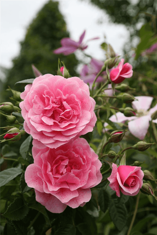 Rosa 'Camelot'® - Gartenglueck und Bluetenkunst - DerGartenMarkt.de - Pflanzen > Gartenpflanzen > Rosen > Kletterrosen - DerGartenmarkt.de shop.dergartenmarkt.de