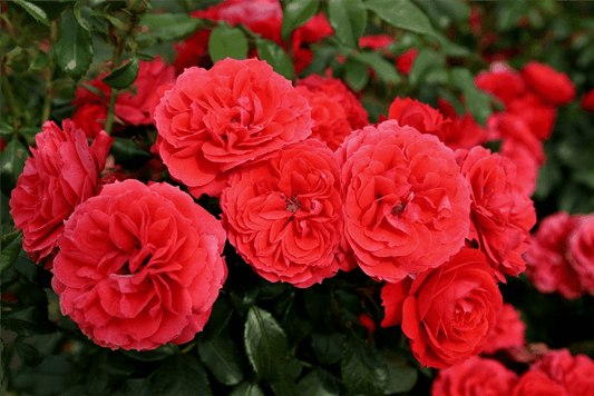 Rosa 'Cherry Girl'® - Gartenglueck und Bluetenkunst - DerGartenMarkt.de - Pflanzen > Gartenpflanzen > Rosen - DerGartenmarkt.de shop.dergartenmarkt.de