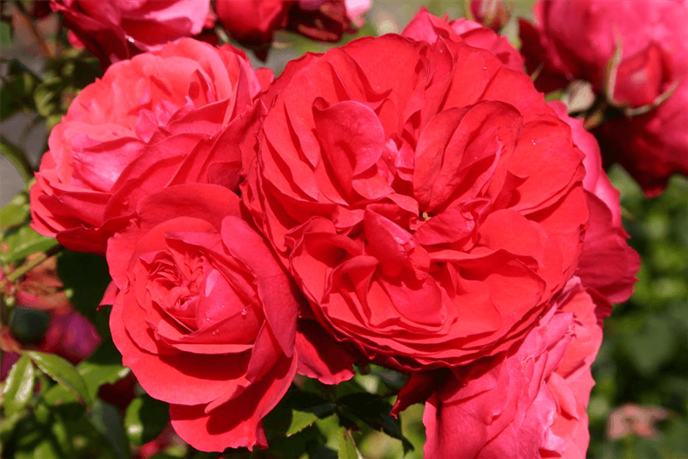 Rosa 'Cherry Girl'® - Gartenglueck und Bluetenkunst - DerGartenMarkt.de - Pflanzen > Gartenpflanzen > Rosen - DerGartenmarkt.de shop.dergartenmarkt.de