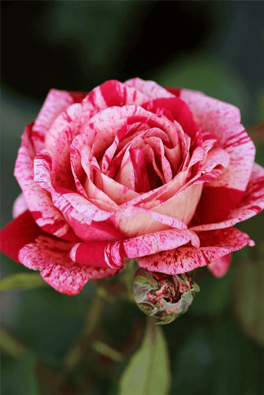 Rosa 'Colibri'® - Gartenglueck und Bluetenkunst - DerGartenMarkt.de - Pflanzen > Gartenpflanzen > Rosen > Kletterrosen - DerGartenmarkt.de shop.dergartenmarkt.de