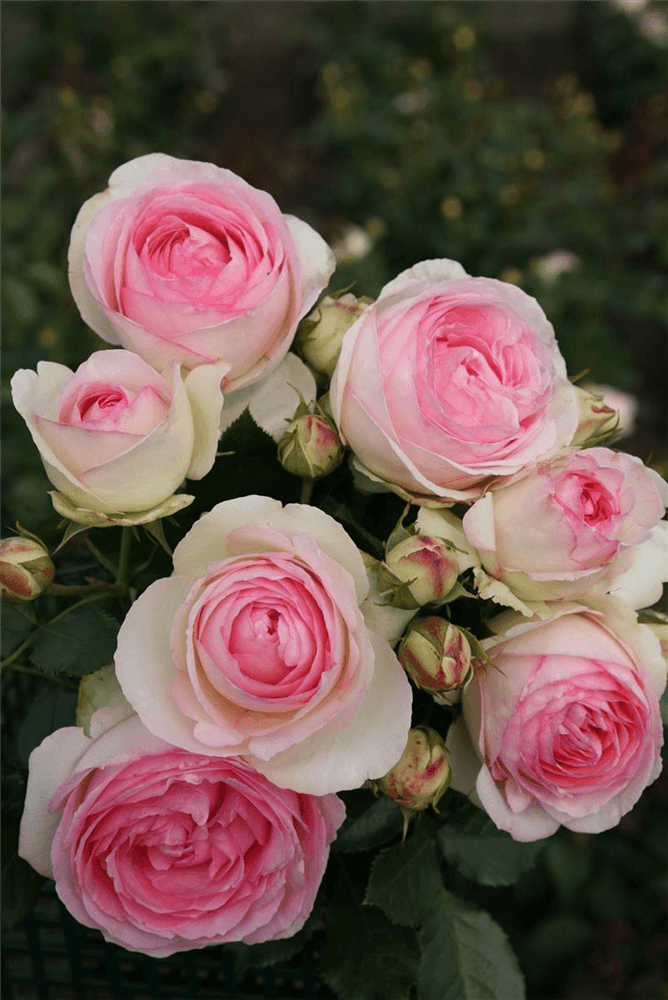 Rosa 'Eden Rose85'® - Gartenglueck und Bluetenkunst - DerGartenMarkt.de - Pflanzen > Gartenpflanzen > Rosen - DerGartenmarkt.de shop.dergartenmarkt.de