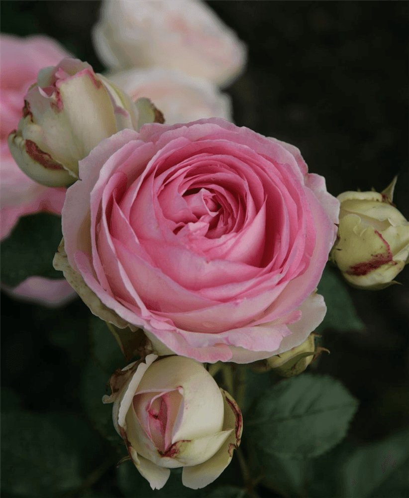 Rosa 'Eden Rose85'® - Gartenglueck und Bluetenkunst - DerGartenMarkt.de - Pflanzen > Gartenpflanzen > Rosen - DerGartenmarkt.de shop.dergartenmarkt.de
