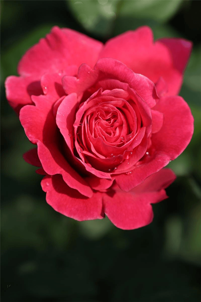 Rosa 'Elbflorenz'® - Gartenglueck und Bluetenkunst - DerGartenMarkt.de - Pflanzen > Gartenpflanzen > Rosen - DerGartenmarkt.de shop.dergartenmarkt.de