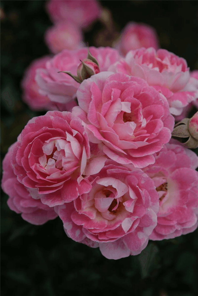 Rosa 'Flirt 2011'® - Gartenglueck und Bluetenkunst - DerGartenMarkt.de - Pflanzen > Gartenpflanzen > Rosen - DerGartenmarkt.de shop.dergartenmarkt.de