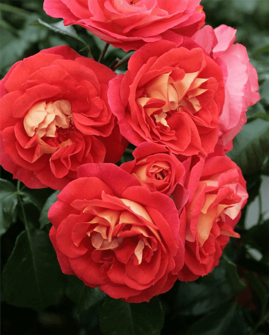 Rosa 'Gebrüder Grimm'® - Gartenglueck und Bluetenkunst - DerGartenMarkt.de - Pflanzen > Gartenpflanzen > Rosen - DerGartenmarkt.de shop.dergartenmarkt.de