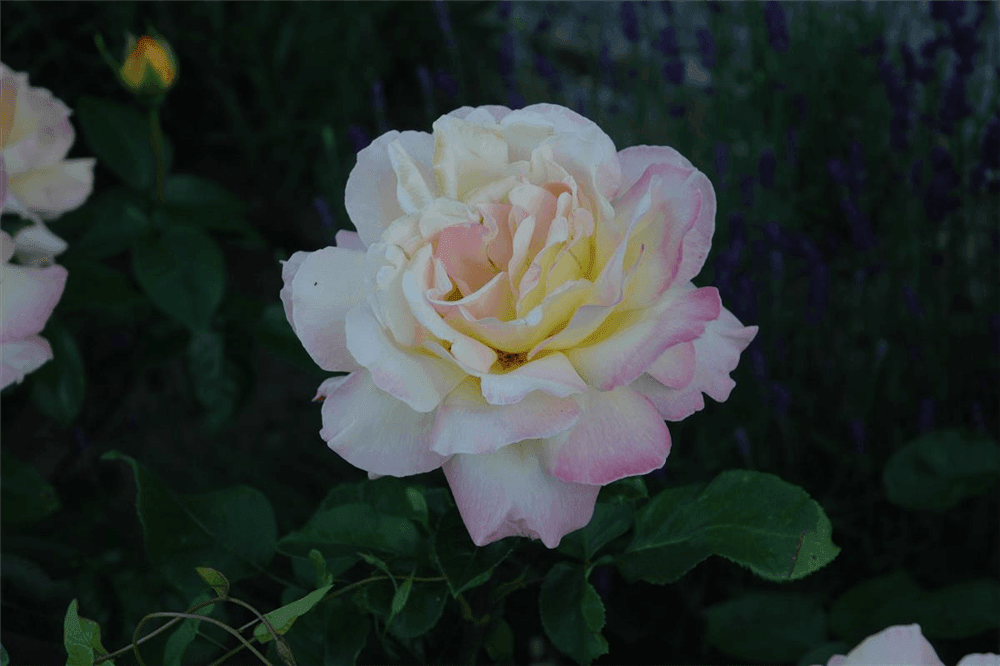 Rosa 'Gloria Dei/Peace'® - Gartenglueck und Bluetenkunst - DerGartenMarkt.de - Pflanzen > Gartenpflanzen > Rosen > Edelrosen - DerGartenmarkt.de shop.dergartenmarkt.de
