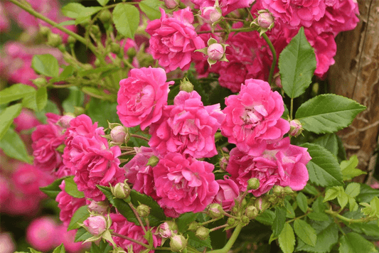 Rosa 'Heidetraum'® - Gartenglueck und Bluetenkunst - DerGartenMarkt.de - Pflanzen > Gartenpflanzen > Rosen - DerGartenmarkt.de shop.dergartenmarkt.de