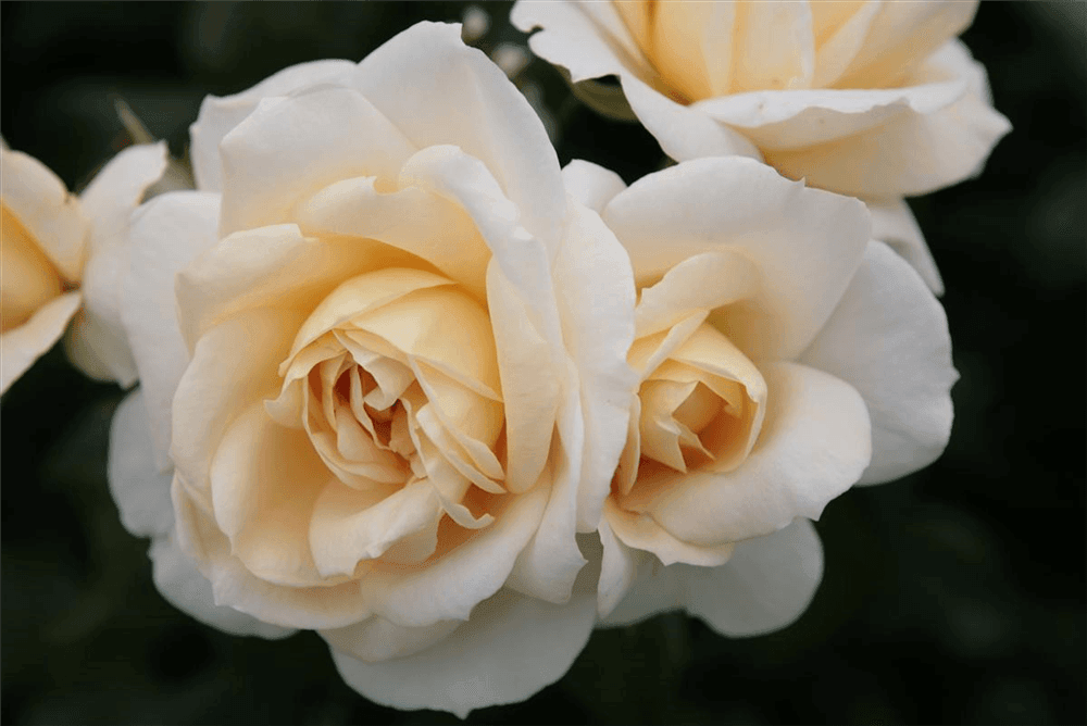 Rosa 'Lions-Rose'® - Gartenglueck und Bluetenkunst - DerGartenMarkt.de - Pflanzen > Gartenpflanzen > Rosen - DerGartenmarkt.de shop.dergartenmarkt.de