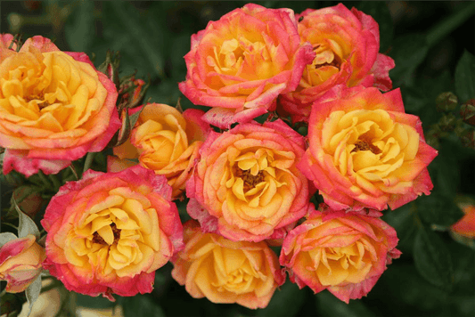 Rosa 'Little Sunset'® - Gartenglueck und Bluetenkunst - DerGartenMarkt.de - Pflanzen > Gartenpflanzen > Rosen - DerGartenmarkt.de shop.dergartenmarkt.de